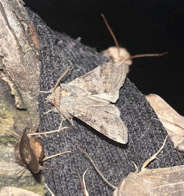 Asphalia ruficollis - vörösnyakú pihésszövő