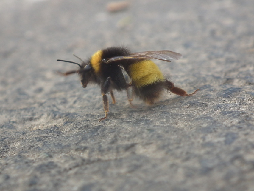 Bombus haematurus - mediterrán poszméh