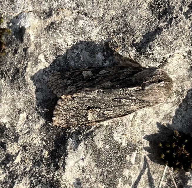 Brachionycha nubeculosa - zömök fésűsbagoly
