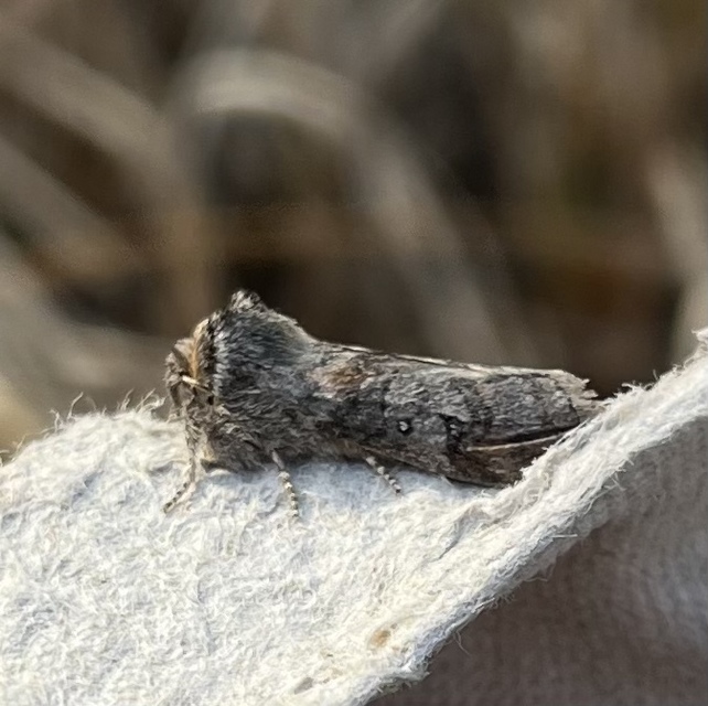 Asphalia ruficollis - vörösnyakú pihésszövő