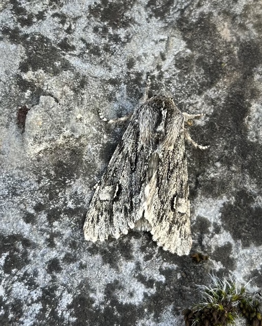 Brachionycha nubeculosa - zömök fésűsbagoly