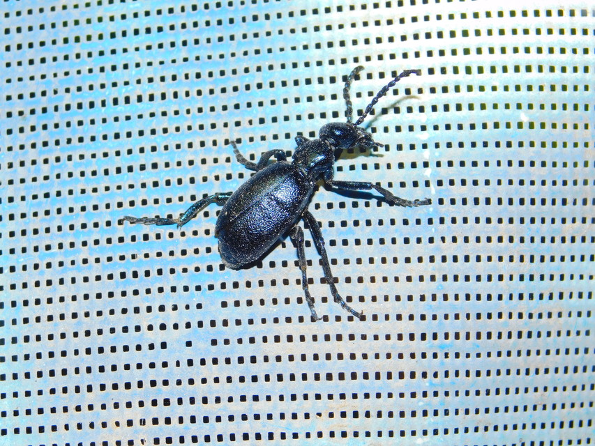 Meloe violaceus - kék nünüke