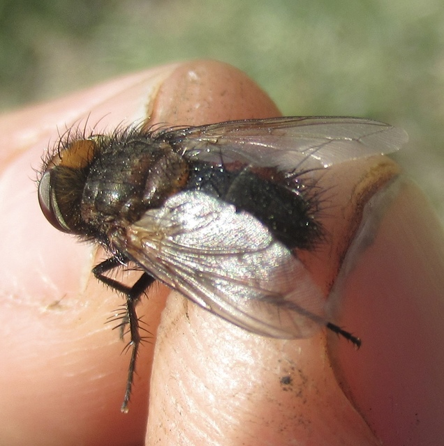 Gonia divisa