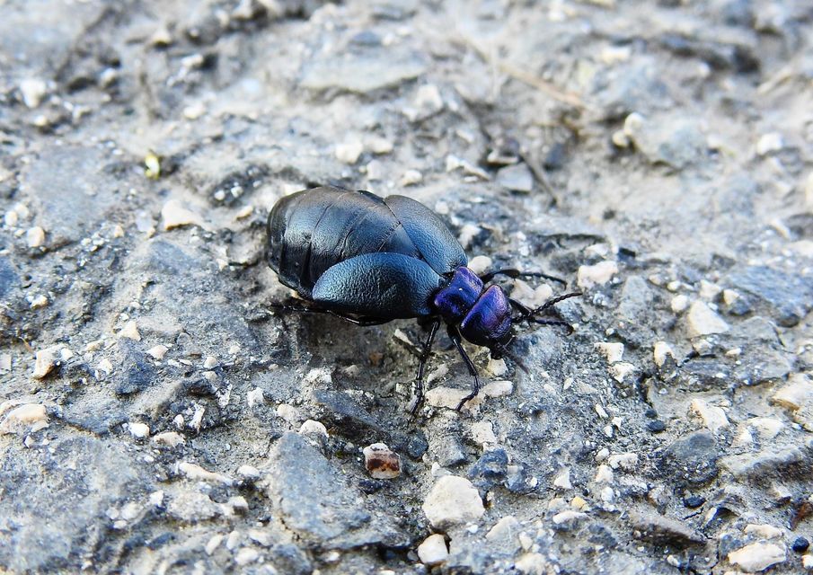 Meloe decorus - csinos nünüke