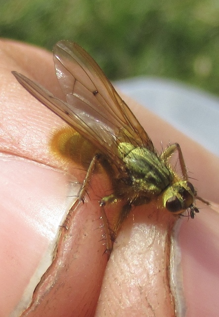 Scathophaga stercoraria - közönséges trágyalégy