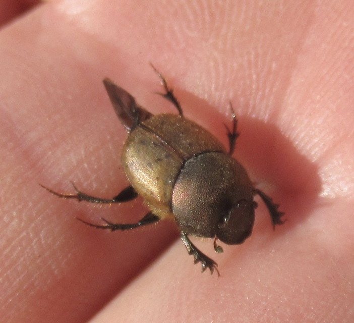 Onthophagus coenobita - rezes trágyatúró