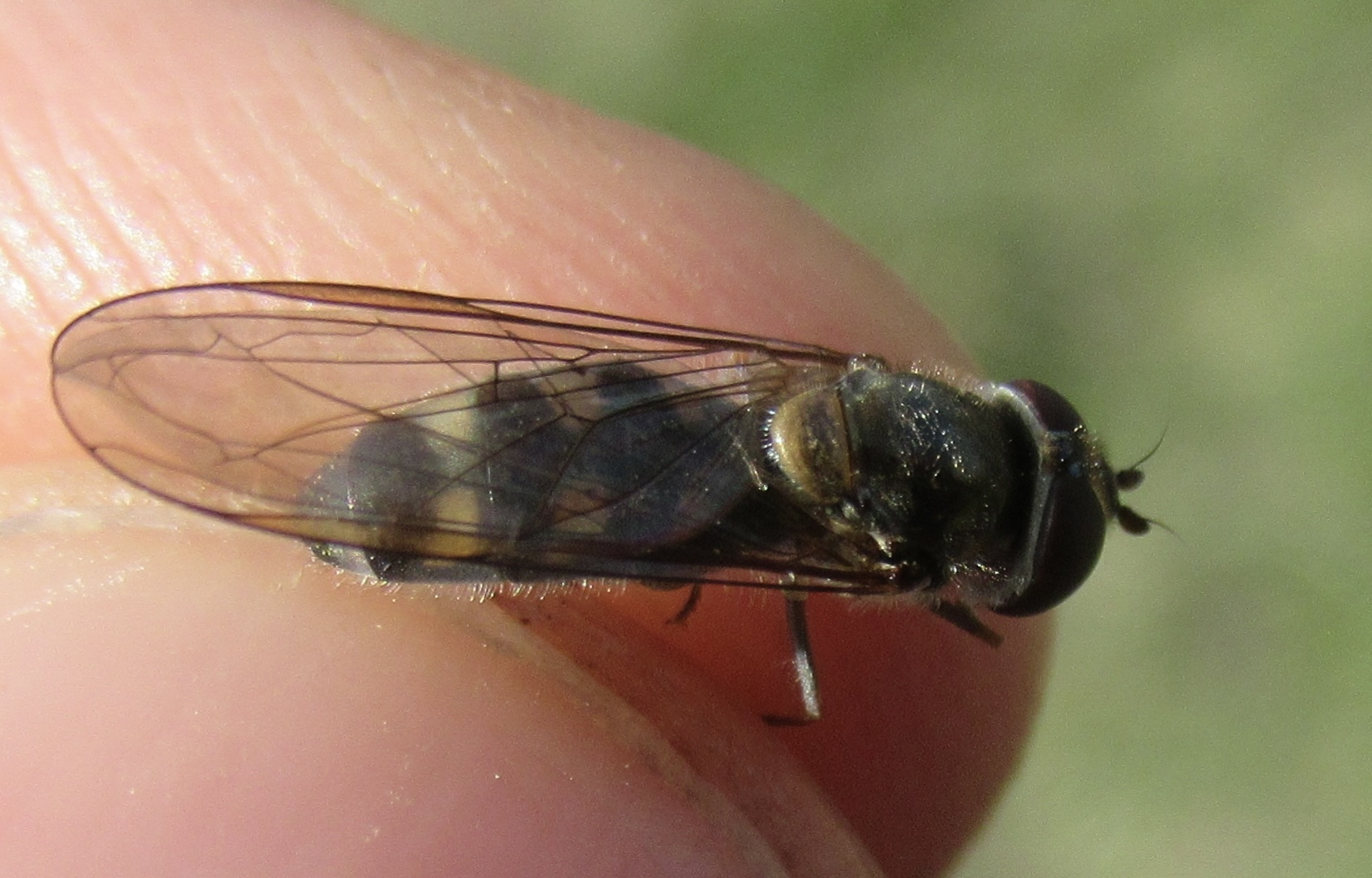 Meliscaeva auricollis - változékony vékonybőrűlégy