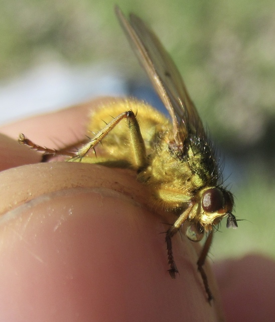 Scathophaga stercoraria - közönséges trágyalégy