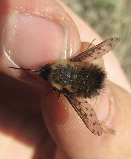 Bombylius discolor - feketefarú pöszörlégy