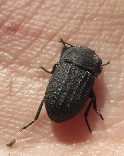 Opatrum sabulosum - sároshátú gyászbogár