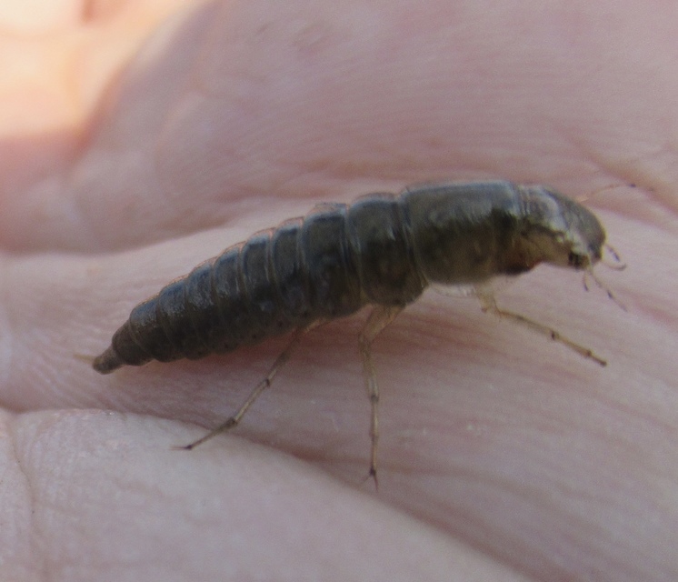 Colymbetes fuscus - gyakori recéscsíkbogár