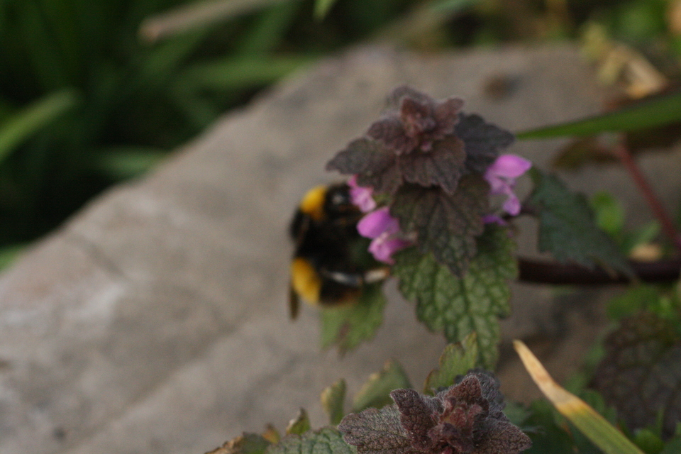 Bombus haematurus - mediterrán poszméh