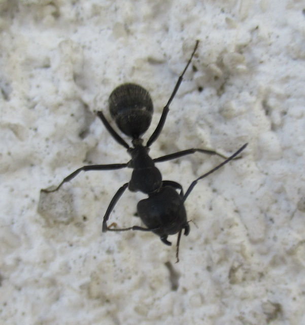 Camponotus vagus - fekete lóhangya