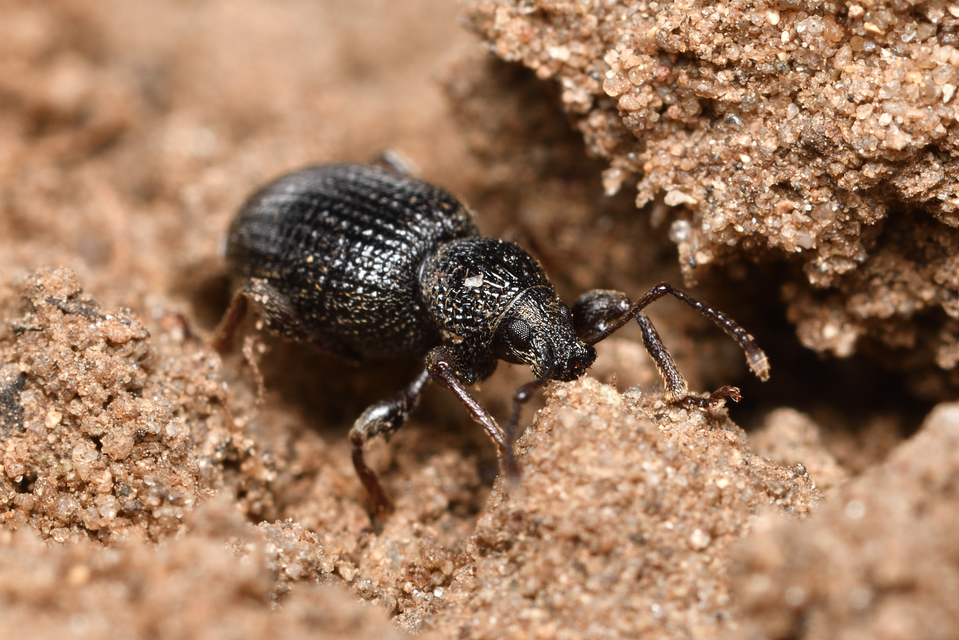 Otiorhynchus ovatus - apró gyalogormányos