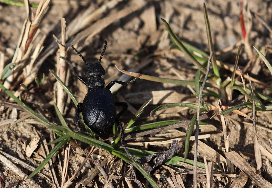 Meloe scabriusculus - érdes nünüke