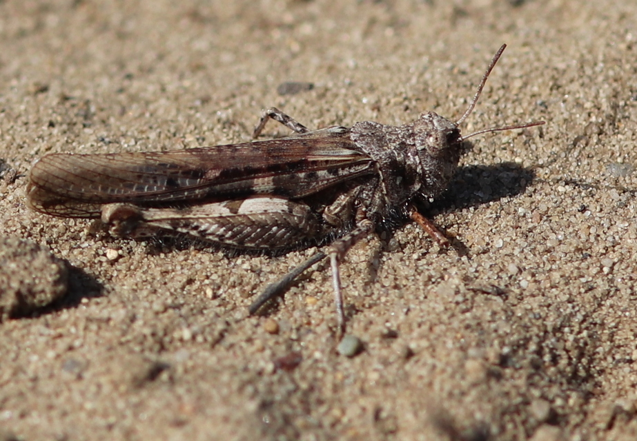Acrotylus insubricus - önbeásósáska