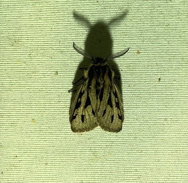 Ocnogyna parasita - csonkaszárnyú medvelepke
