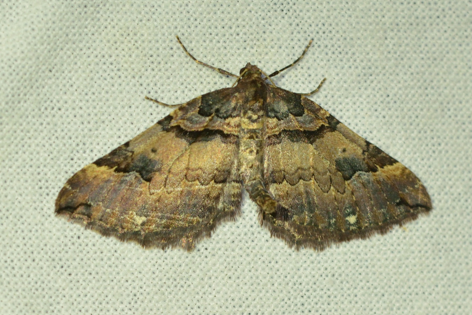 Earophila badiata - csipkerózsa-araszoló