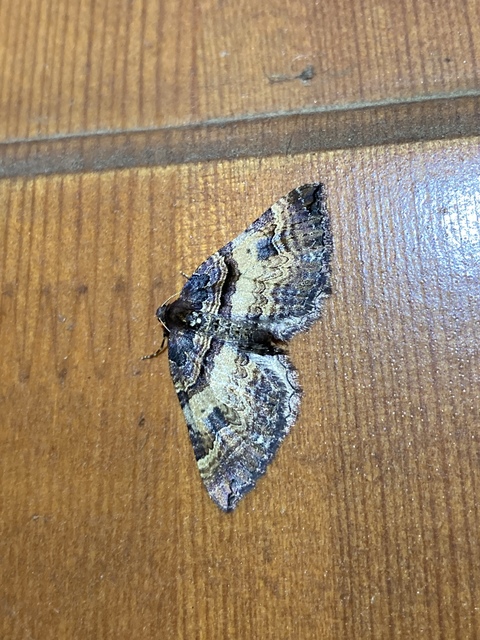 Earophila badiata - csipkerózsa-araszoló