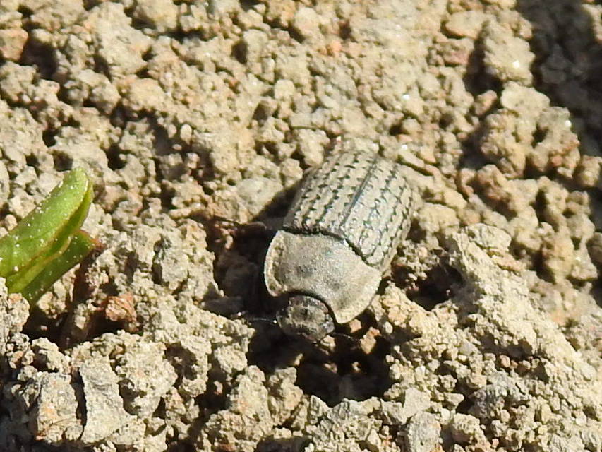 Opatrum sabulosum - sároshátú gyászbogár