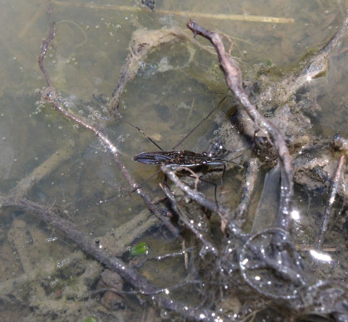 Gerridae - molnárpoloskák