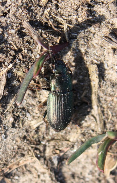 Harpalus distinguendus - mezei lomhafutó