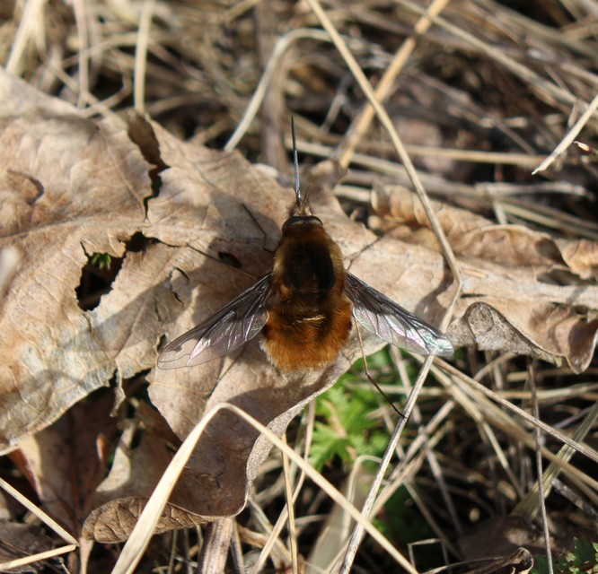 Bombylius major - szegélyes pöszörlégy