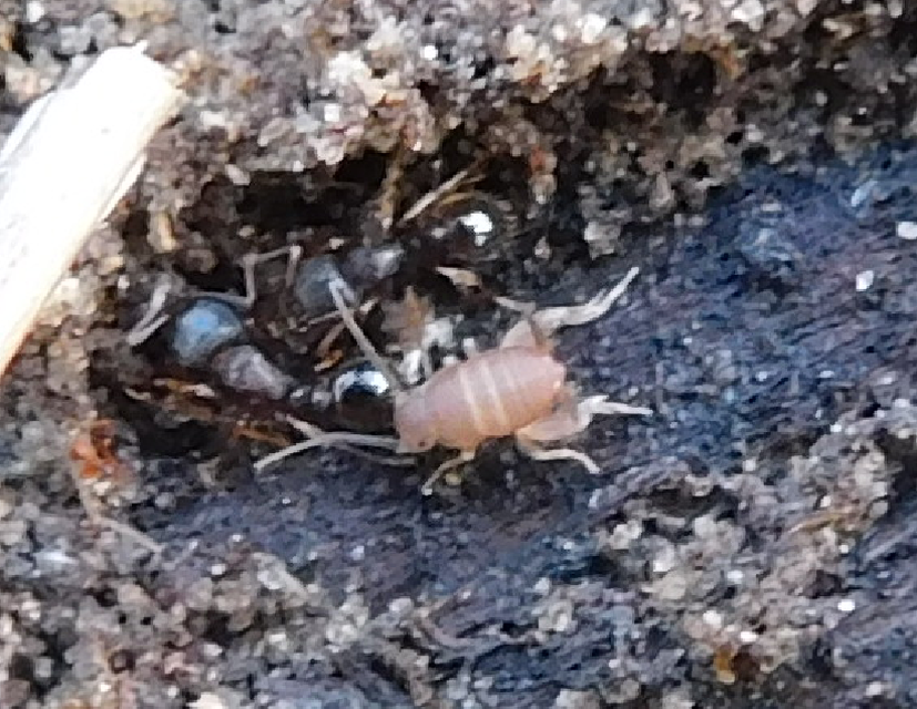 Myrmecophilus nonveilleri - Nonveiller-hangyásztücsök