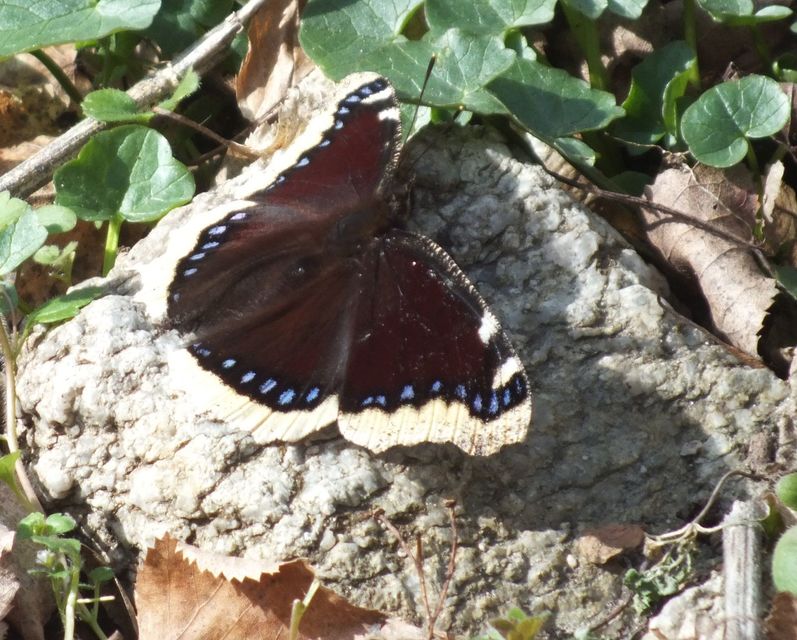 Nymphalis antiopa - gyászlepke