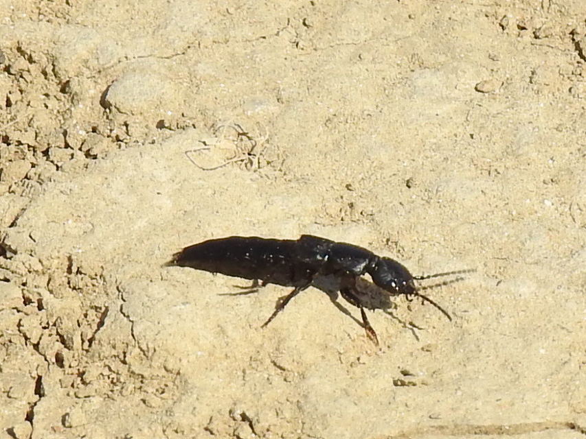 Ocypus