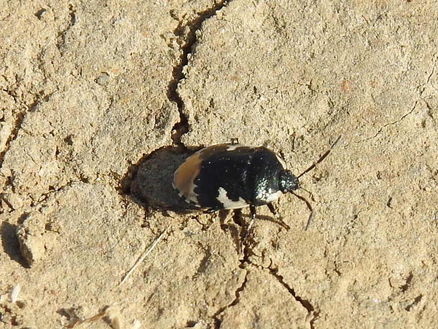 Tritomegas bicolor - foltos földipoloska