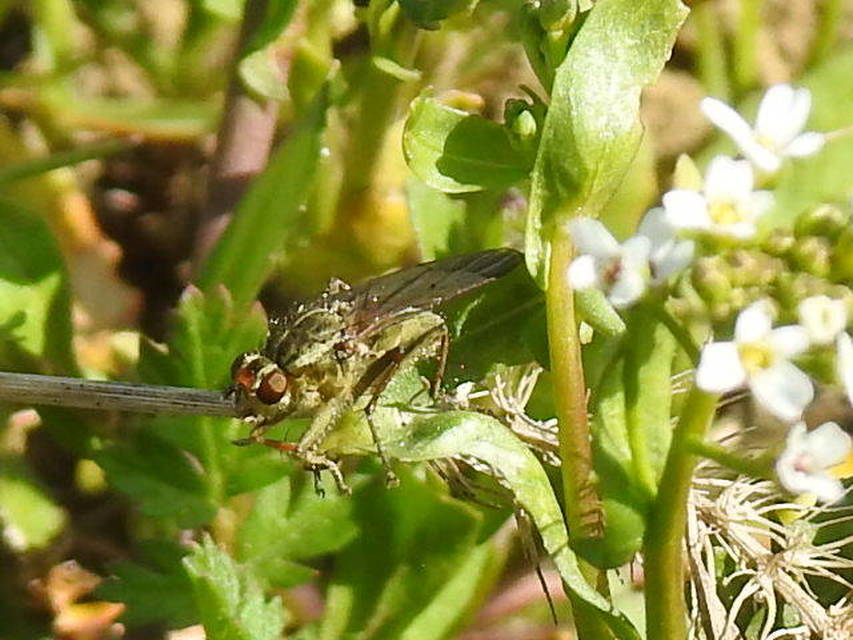 Scathophaga stercoraria - közönséges trágyalégy