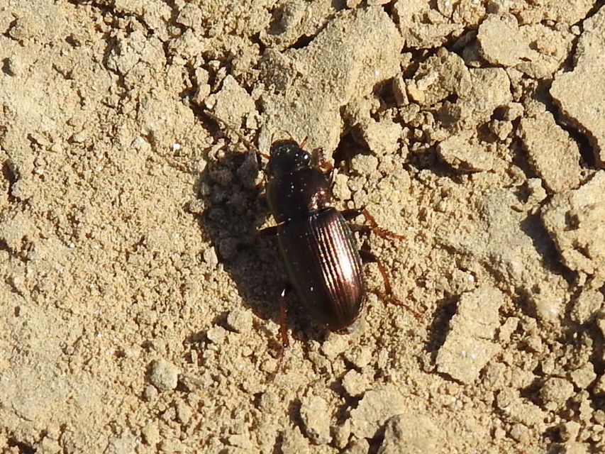 Harpalus distinguendus - mezei lomhafutó