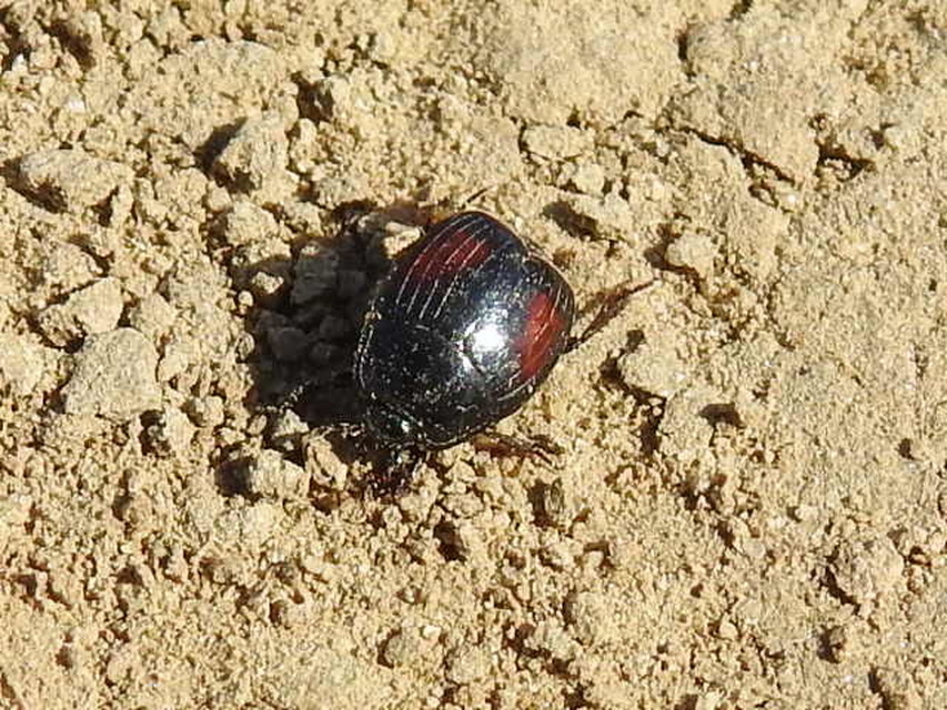 Margarinotus purpurascens - vöröslő sutabogár