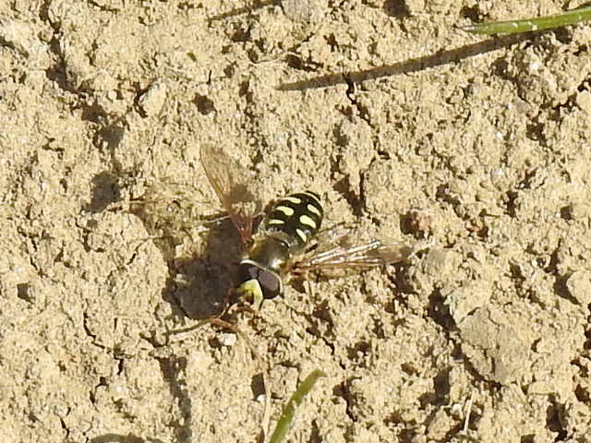 Eupeodes