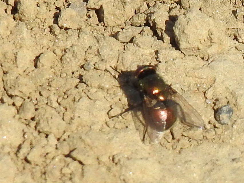 Lucilia