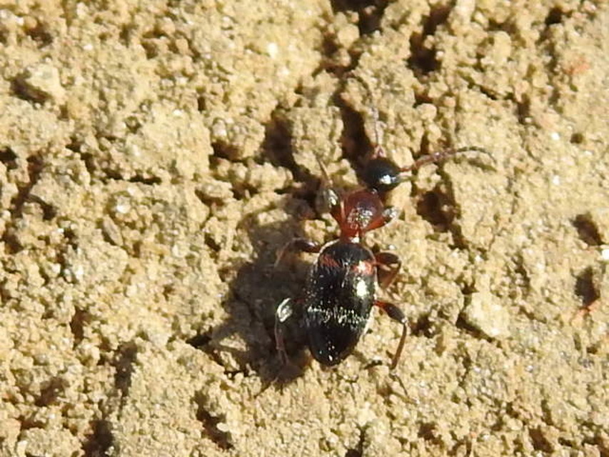 Anthelephila pedestris - hangyaszerű fürgebogár