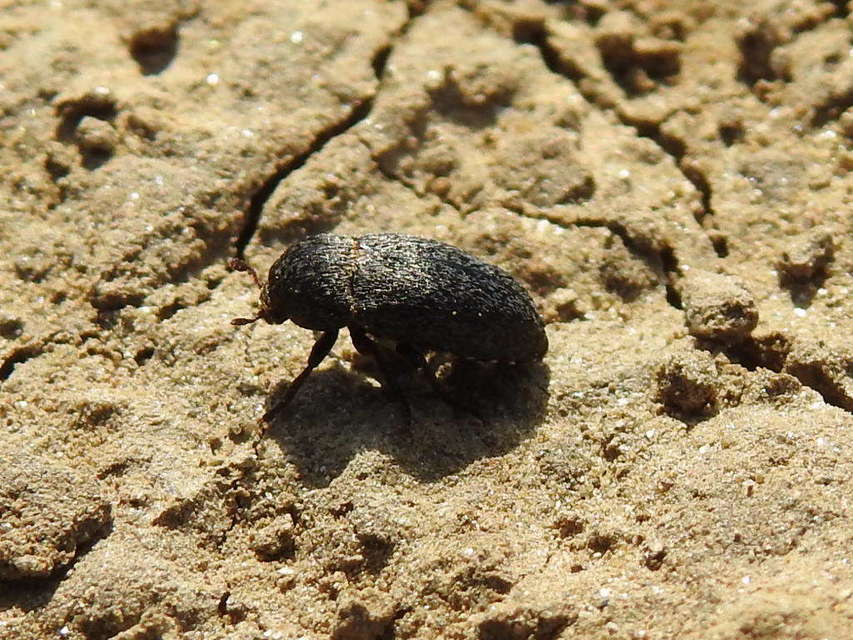 Dermestes laniarius - gyászos porva