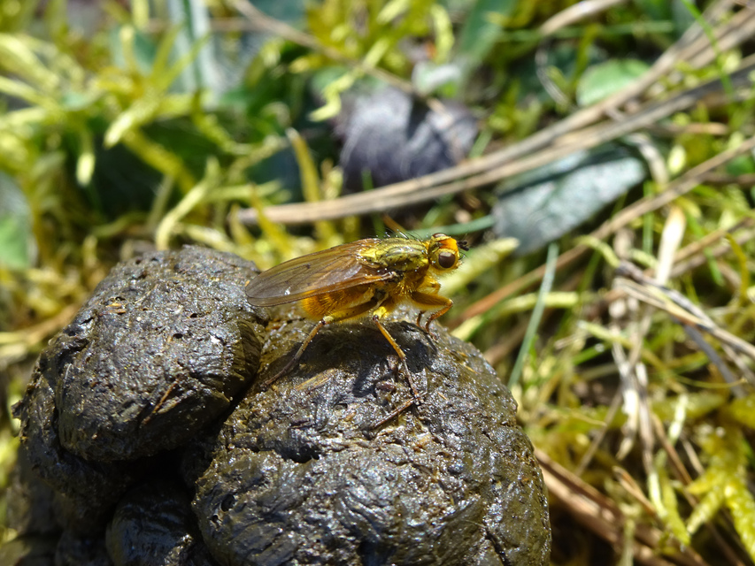 Scathophaga stercoraria - közönséges trágyalégy