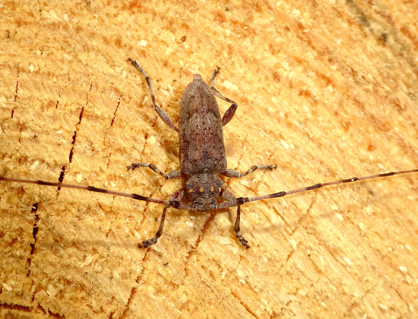 Acanthocinus aedilis - nagy daliáscincér
