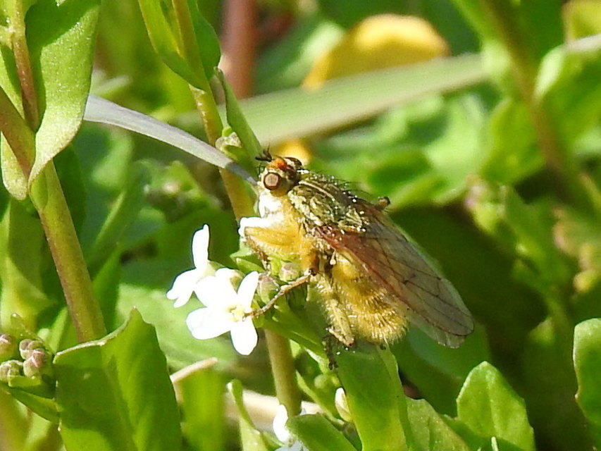Scathophaga stercoraria - közönséges trágyalégy