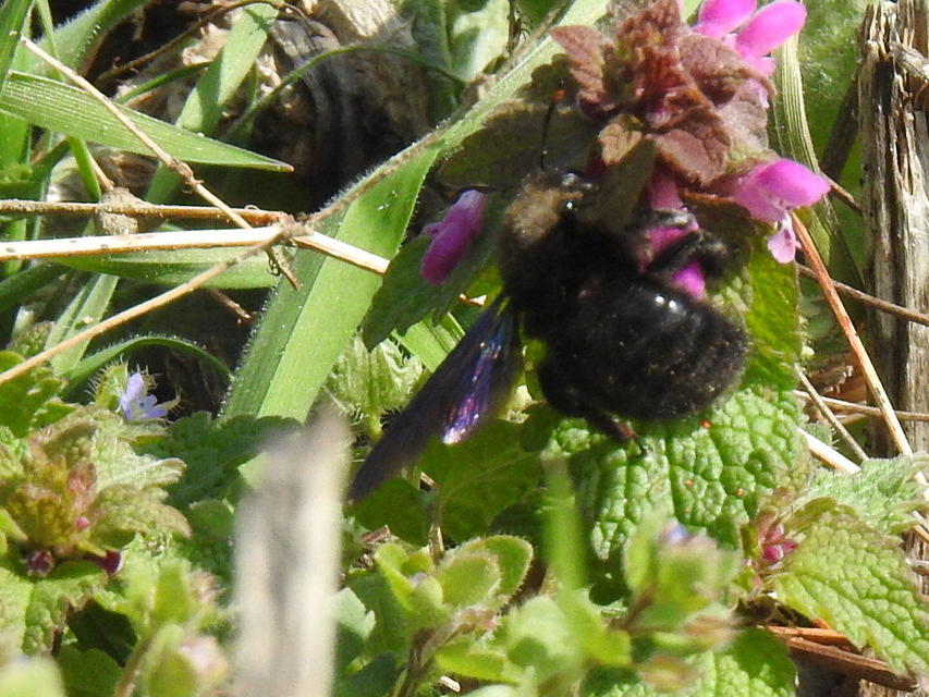 Xylocopa violacea - kék fadongó