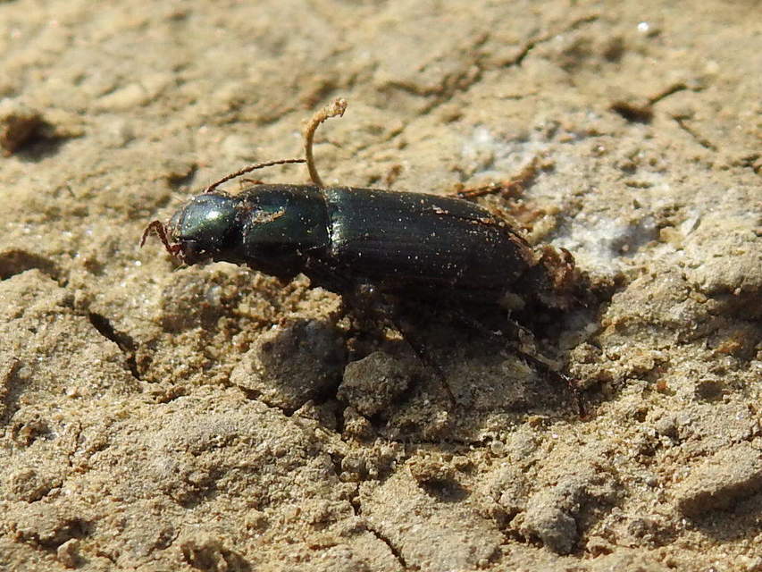 Harpalus distinguendus - mezei lomhafutó