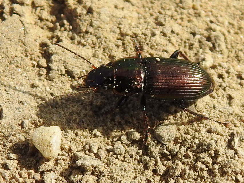 Harpalus distinguendus - mezei lomhafutó