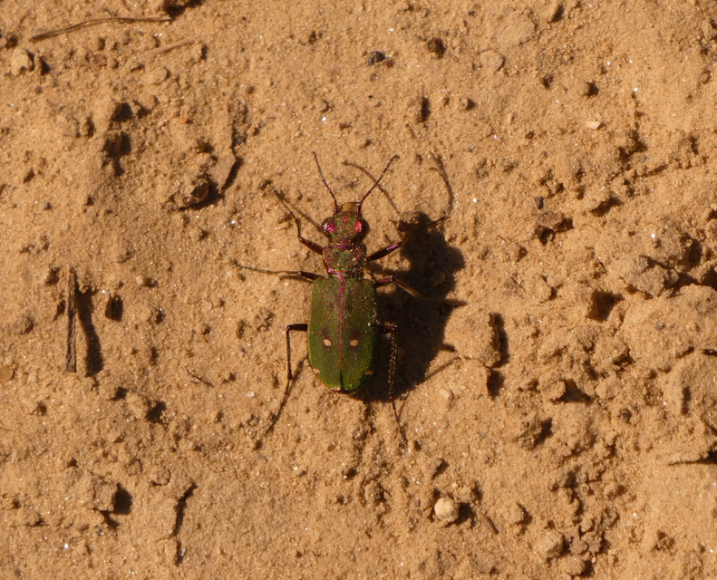 Cicindela campestris - mezei homokfutrinka
