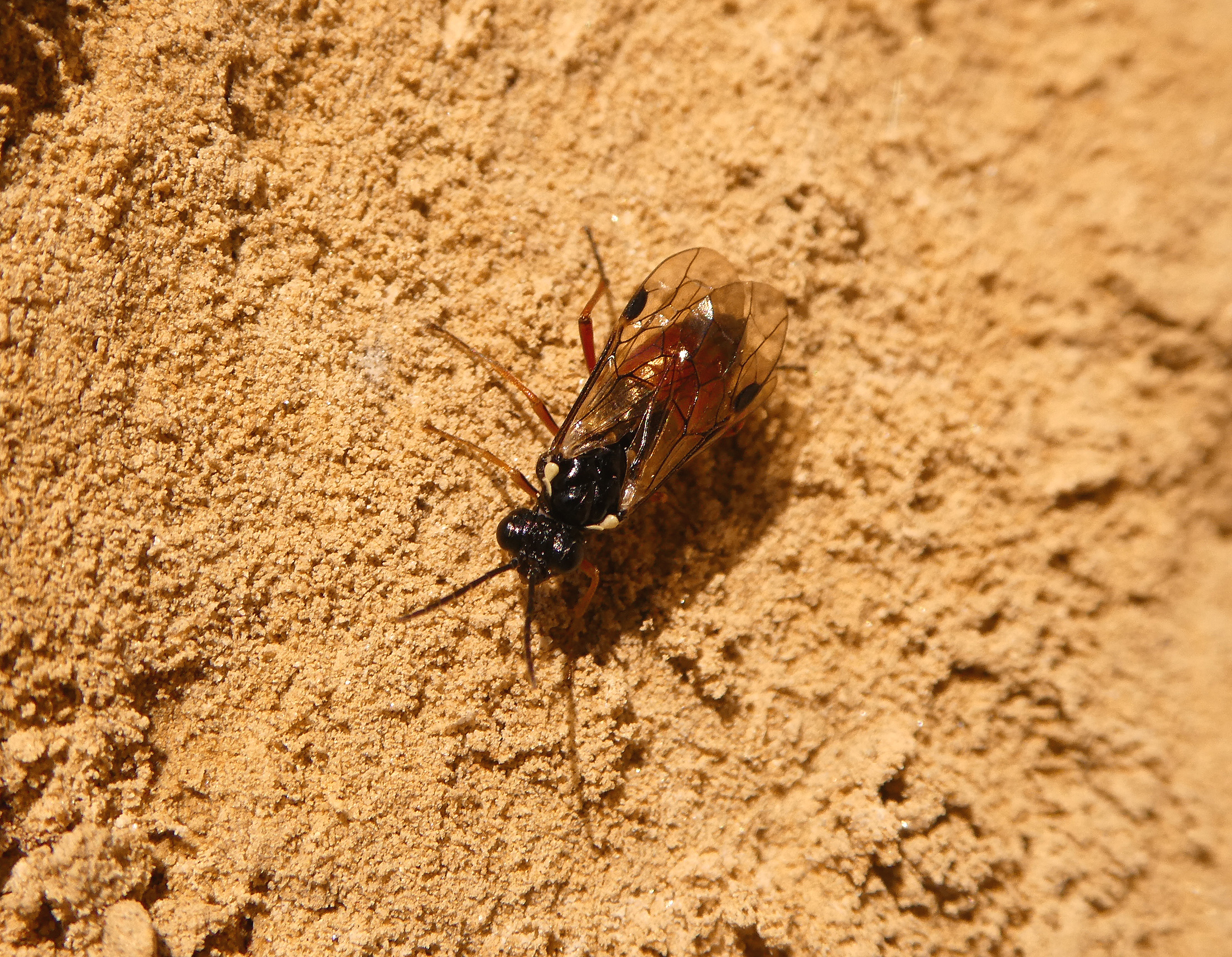 Aglaostigma aucupariae