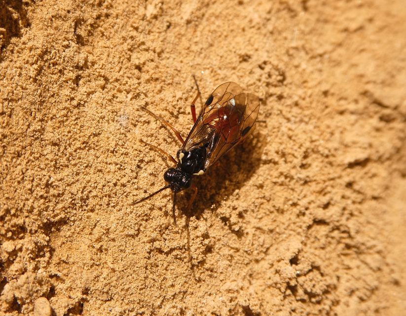 Aglaostigma aucupariae