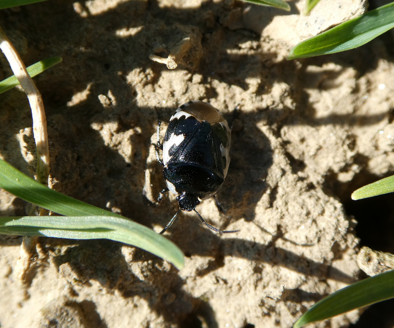 Tritomegas bicolor - foltos földipoloska