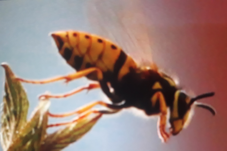 Vespula germanica - német darázs