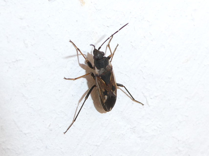 Rhyparochromus vulgaris - közönséges díszesbodobács